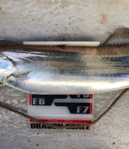 フィッシング　キッタカ 釣果