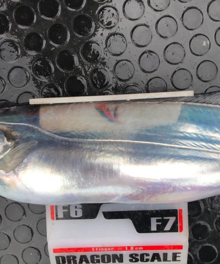 フィッシング　キッタカ 釣果