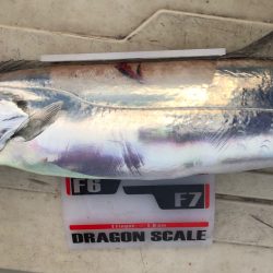 フィッシング　キッタカ 釣果