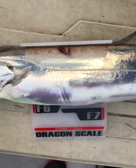 フィッシング　キッタカ 釣果