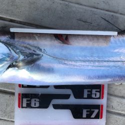 フィッシング　キッタカ 釣果