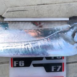 フィッシング　キッタカ 釣果