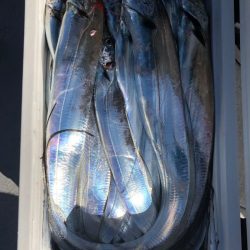 フィッシング　キッタカ 釣果