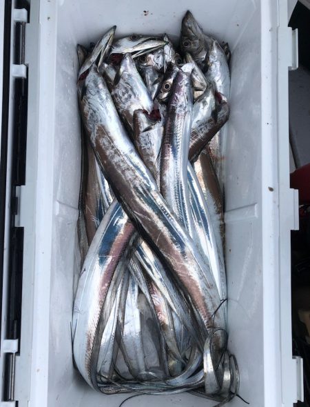 フィッシング キッタカ 釣果