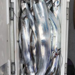 フィッシング　キッタカ 釣果