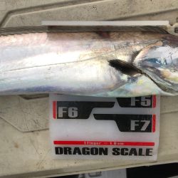 フィッシング　キッタカ 釣果