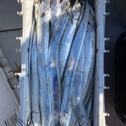 フィッシング　キッタカ 釣果