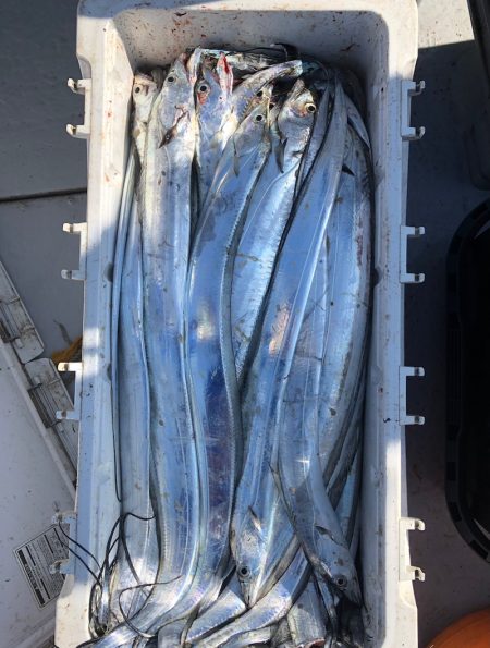 フィッシング　キッタカ 釣果