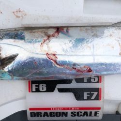 フィッシング　キッタカ 釣果