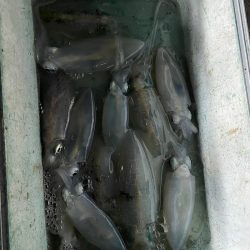 Monster Rush! 釣果