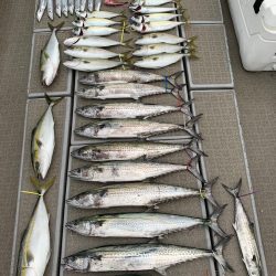 SeaRide(シーライド) 釣果