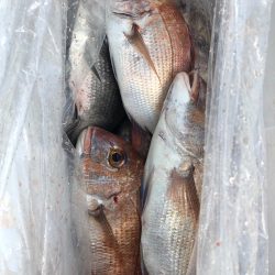 フィッシング キッタカ 釣果