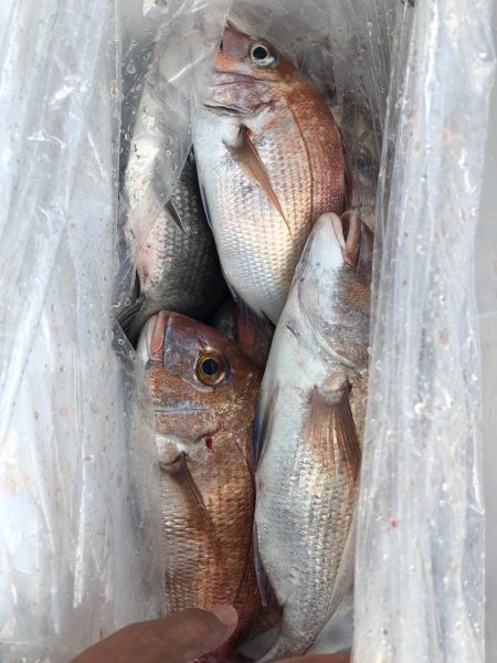 フィッシング キッタカ 釣果