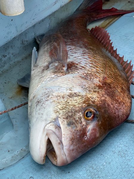 あみや渡船 JIGBOY 釣果