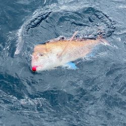 あみや渡船 JIGBOY 釣果