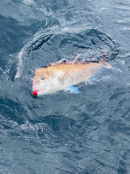 あみや渡船 JIGBOY 釣果