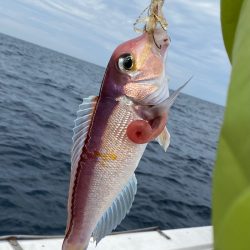 あみや渡船 JIGBOY 釣果