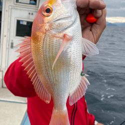 あみや渡船 JIGBOY 釣果