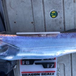 フィッシング　キッタカ 釣果