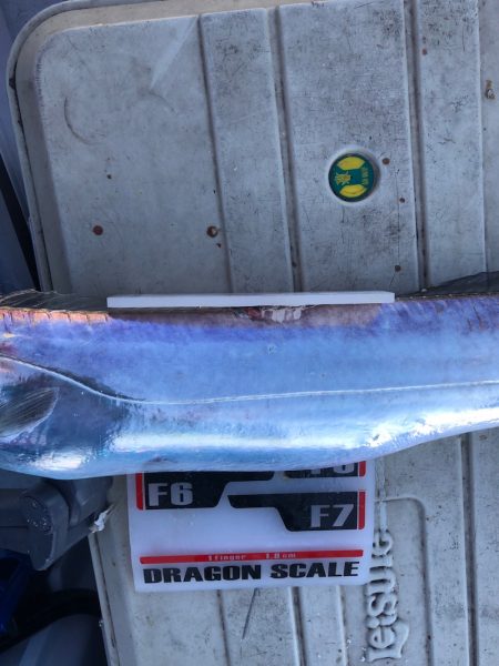 フィッシング　キッタカ 釣果