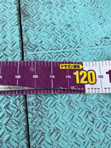 ヤザワ渡船 釣果