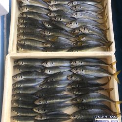 ヤザワ渡船 釣果