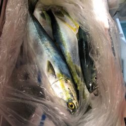 第二八坂丸 釣果