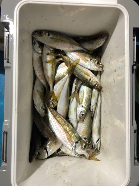 ヤザワ渡船 釣果