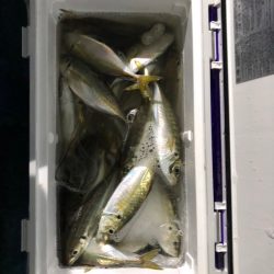 ヤザワ渡船 釣果