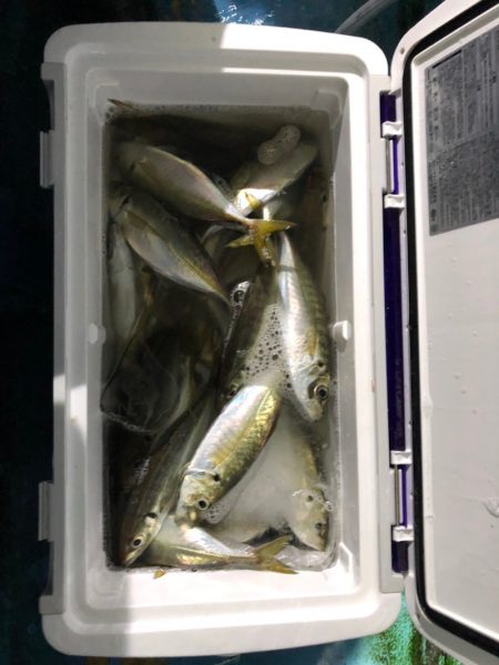 ヤザワ渡船 釣果