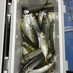 ヤザワ渡船 釣果