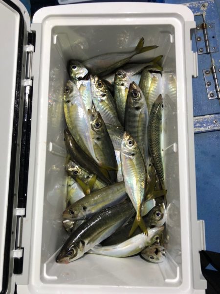 ヤザワ渡船 釣果