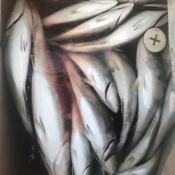 Ｖ−７ West 釣果