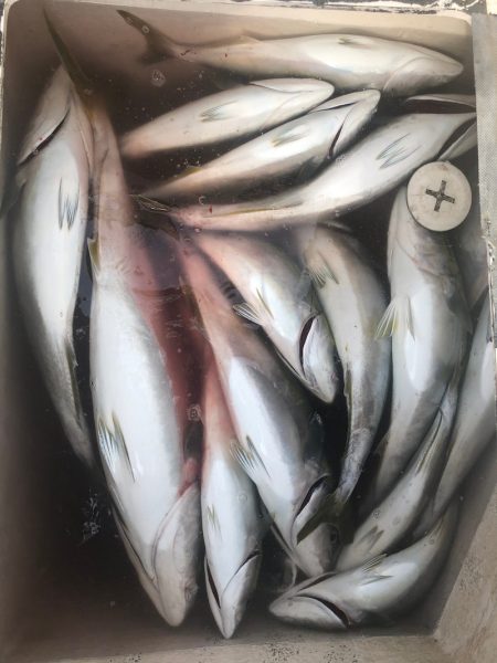 Ｖ−７ West 釣果