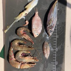 Ｖ−７ West 釣果