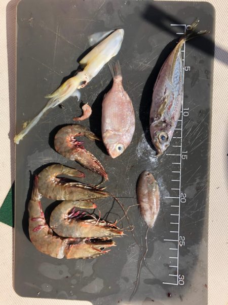 Ｖ−７ West 釣果