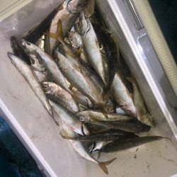 ヤザワ渡船 釣果