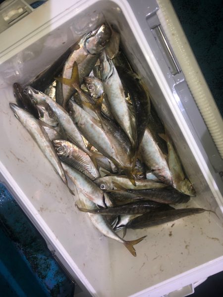 ヤザワ渡船 釣果