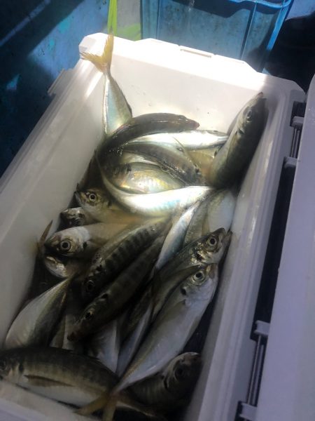 ヤザワ渡船 釣果