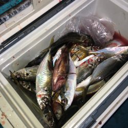 ヤザワ渡船 釣果