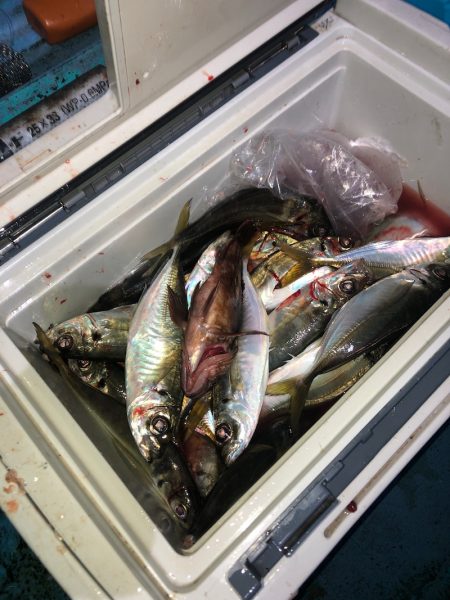 ヤザワ渡船 釣果