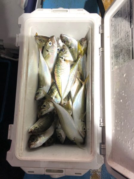 ヤザワ渡船 釣果