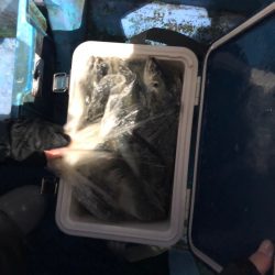 ヤザワ渡船 釣果