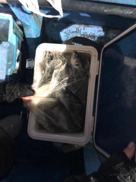 ヤザワ渡船 釣果