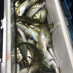 ヤザワ渡船 釣果