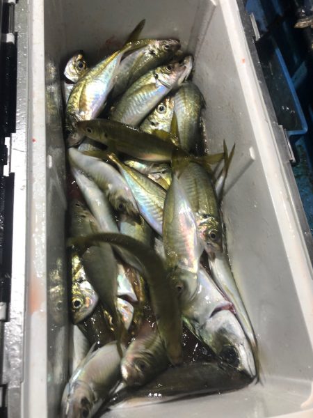 ヤザワ渡船 釣果