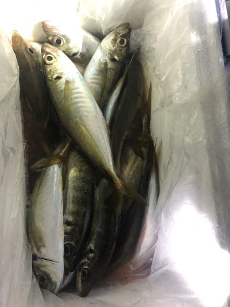 ヤザワ渡船 釣果