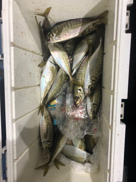 ヤザワ渡船 釣果