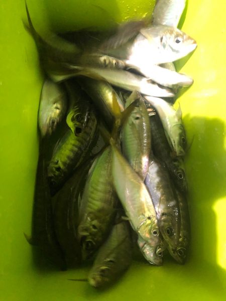 ヤザワ渡船 釣果