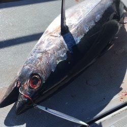 渡船屋たにぐち 釣果